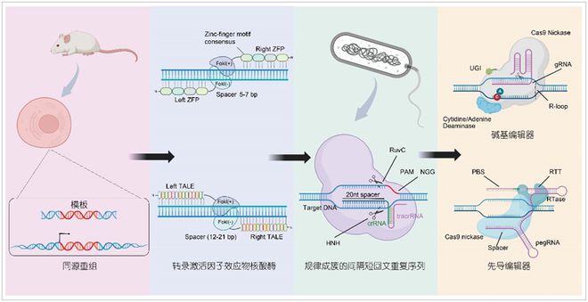 科學通報豬多能干細胞與基因編輯技術(shù)創(chuàng)新及應用(圖2)