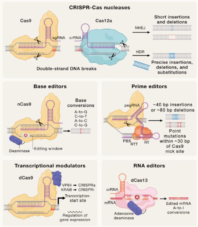 Cell｜CRISPR基因編輯技術的過去、現(xiàn)在和未來(圖4)